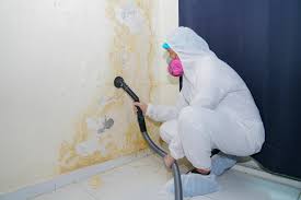 Trusted Arcola, IL Mold Removal & Remediation Experts